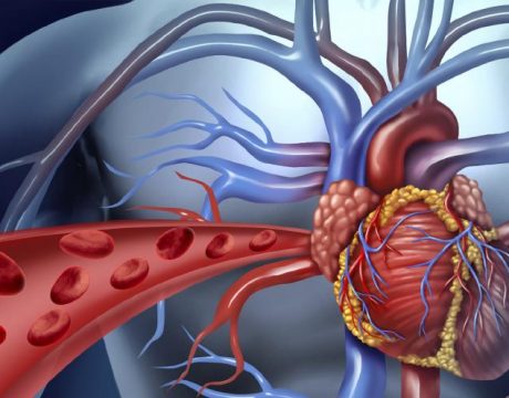 לב מוקטן - בריאות הלב - 10 טיפים לשמירה
